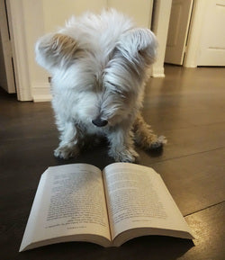 Best Dog Books for Heartwarming Stories and Training Tips
