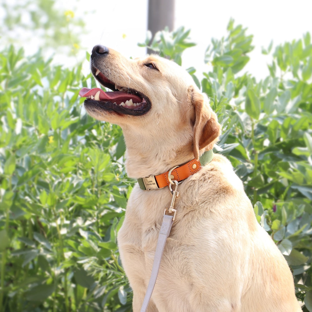 Custom Genuine Leather & Nylon Collar / Leash